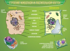  Биология - fgospostavki.ru - Калуга