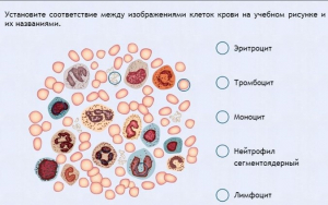 Интерактивные курсы. Биология 11 класс. Расширенный. - fgospostavki.ru - Калуга