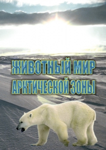 DVD "Животный мир Арктической зоны" - fgospostavki.ru - Калуга