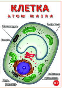 DVD "Клетка - "атом жизни" - fgospostavki.ru - Калуга