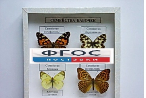 Коллекция "Семейство бабочек" - fgospostavki.ru - Калуга