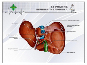Стенд "Строение печени человека" - fgospostavki.ru - Калуга