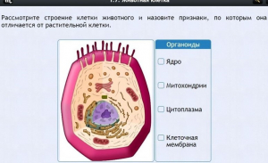 Интерактивные курсы. Биология 8 класс. Базовый - fgospostavki.ru - Калуга