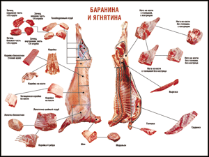 Таблица "Правила разделки мясных туш. Баранина и ягнятина" (100х140 сантиметров, винил) - fgospostavki.ru - Калуга