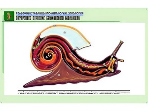 Рельефная таблица "Внутреннее строение брюхоногого моллюска" (формат А1, матовое ламинирование) - fgospostavki.ru - Калуга