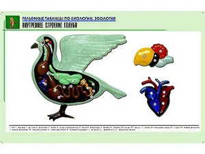Рельефная таблица "Внутреннее строение голубя" (формат А1, матовое ламинирование) - fgospostavki.ru - Калуга