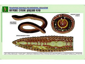 Рельефная таблица "Внутреннее строение дождевого червя" (формат А1, матовое ламинирование) - fgospostavki.ru - Калуга