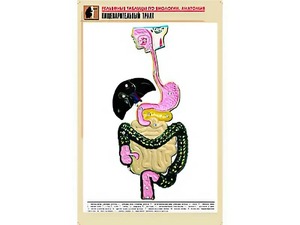 Рельефная таблица "Пищеварительный тракт" (формат А1, матовое ламинирование) - fgospostavki.ru - Калуга