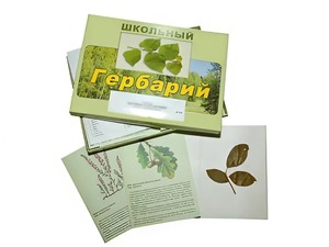 Гербарий "Дикорастущие растения" (30 видов, с иллюстрациями) - fgospostavki.ru - Калуга