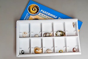 Коллекция "Раковины моллюсков" - fgospostavki.ru - Калуга