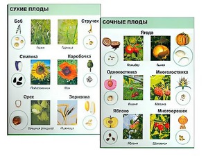 Коллекция "Семена и плоды" - fgospostavki.ru - Калуга