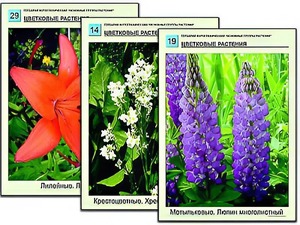 Гербарий фотографический "Основные группы растений" - fgospostavki.ru - Калуга