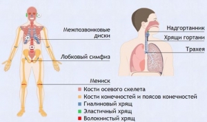 Интерактивные курсы. Биология 9 класс. Базовый. - fgospostavki.ru - Калуга