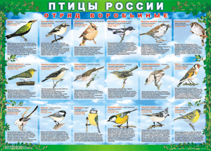 Комплект таблиц "Птицы России (4 листа)" (100х140 сантиметров, винил) - fgospostavki.ru - Калуга