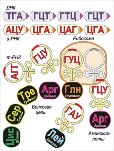 Модель-аппликация Биосинтез белка - fgospostavki.ru - Калуга