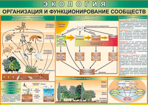 Таблица "Организация и функционирование сообществ" (100х140 сантиметров, винил) - fgospostavki.ru - Калуга