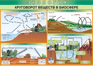 Таблица "Круговорот веществ в биосфере" (100х140 сантиметров, винил) - fgospostavki.ru - Калуга