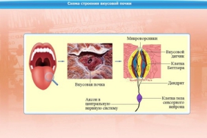 Интерактивные курсы. Биология 10 класс. Базовый. - fgospostavki.ru - Калуга