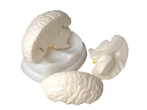Модель мозга в разрезе - fgospostavki.ru - Калуга