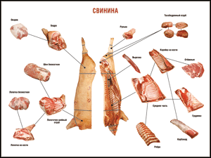 Таблица "Правила разделки мясных туш. Свинина" (100х140 сантиметров. винил) - fgospostavki.ru - Калуга