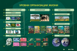 Электрифицированный стенд "Уровни организации жизни" - fgospostavki.ru - Калуга