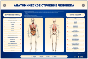 Электрифицированный стенд-тренажер c макетом скелета "Анатомическое строение человека" - fgospostavki.ru - Калуга