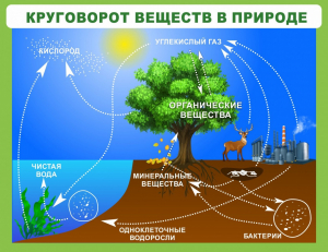 Стенд "Круговорот веществ" - fgospostavki.ru - Калуга
