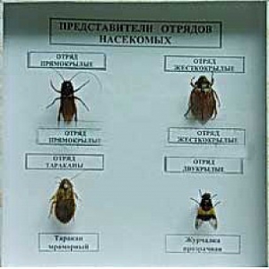 Коллекция энтомологическая "Представители отряда насекомых" - fgospostavki.ru - Калуга