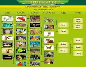 Стенд "Систематика животных" - fgospostavki.ru - Калуга