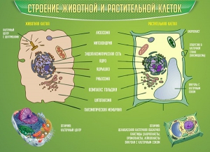Стенд "Строение животной и растительной клеток" - fgospostavki.ru - Калуга