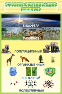 Стенд "Уровни организации живого" - fgospostavki.ru - Калуга