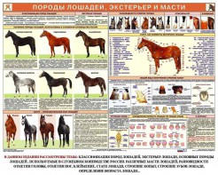 Комплект плакатов "Служебное коневодство" - fgospostavki.ru - Калуга