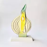 Модель Луковица в разрезе - fgospostavki.ru - Калуга