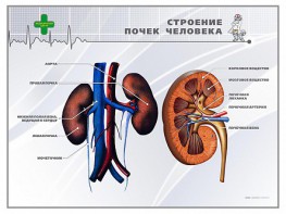 Стенд "Строение почки человека" - fgospostavki.ru - Калуга