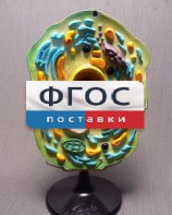 Модель "Клетка растения" - fgospostavki.ru - Калуга