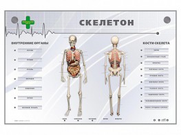 Электрифицированный стенд-тренажер "Скелетон" - fgospostavki.ru - Калуга