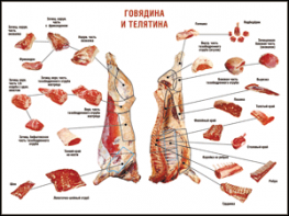 Таблица "Правила разделки мясных туш. Говядина и телятина" (100х140 сантиметров, винил) - fgospostavki.ru - Калуга
