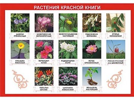 Таблица демонстрационная "Растения Красной книги" (винил 70*100) - fgospostavki.ru - Калуга