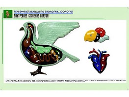 Рельефная таблица "Внутреннее строение голубя" (формат А1, матовое ламинирование) - fgospostavki.ru - Калуга