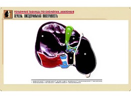 Рельефная таблица "Печень. Висцеральная поверхность" (формат А1, матовое ламинирование) - fgospostavki.ru - Калуга