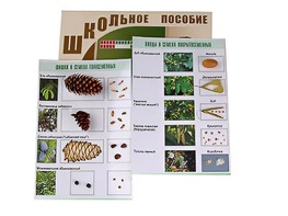 Коллекция "Шишки, плоды, семена деревьев и кустарников" - fgospostavki.ru - Калуга
