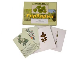 Гербарий "Деревья и кустарники" (22 вида, с иллюстрациями) - fgospostavki.ru - Калуга