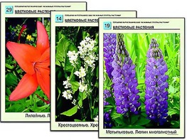 Гербарий фотографический "Основные группы растений" - fgospostavki.ru - Калуга