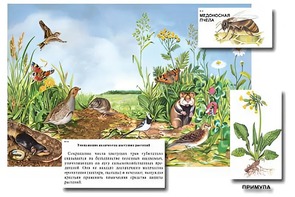 Магнитный плакат-аппликация "Луг: биоразнообразие и взаимосвязи в сообществе" - fgospostavki.ru - Калуга
