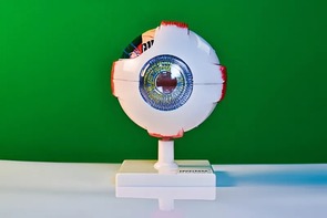 Модель глаза - fgospostavki.ru - Калуга