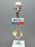 Модель "Позвоночник с черепом и тазом" - fgospostavki.ru - Калуга