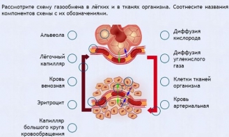 Интерактивные курсы. Биология 9 класс. Расширенный. - fgospostavki.ru - Калуга