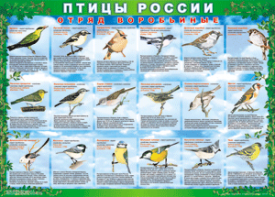 Комплект таблиц "Птицы России (4 листа)" (100х140 сантиметров, винил) - fgospostavki.ru - Калуга