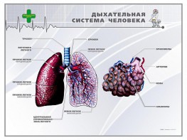 Стенд "Дыхательная система человека" - fgospostavki.ru - Калуга