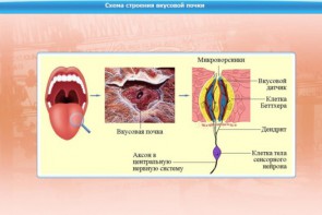 Интерактивные курсы. Биология 10 класс. Базовый. - fgospostavki.ru - Калуга